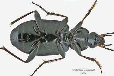 Ground beetle - Agonum placidum m24 2