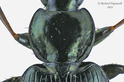 Ground beetle - Agonum placidum m24 3