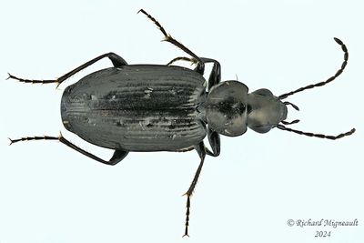 Ground Beetle - Sericoda quadripunctata m24