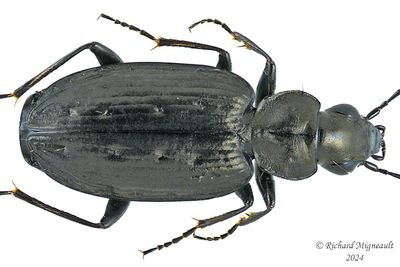 Ground Beetle - Sericoda quadripunctata m24