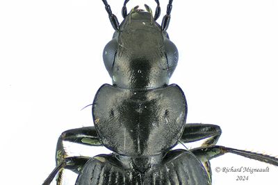 Ground Beetle - Sericoda quadripunctata m24