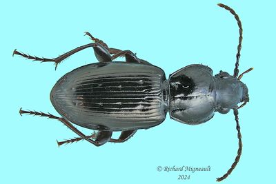 Woodland Ground Beetle - Pterostichus sp m24 1