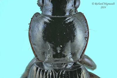 Woodland Ground Beetle - Pterostichus sp m24 2