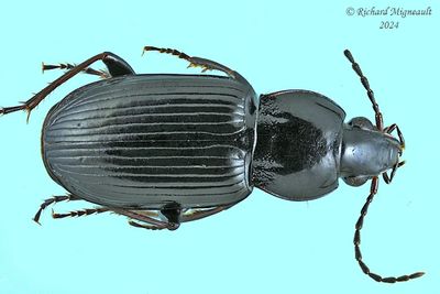 Woodland Ground Beetle - Pterostichus vernalis m24