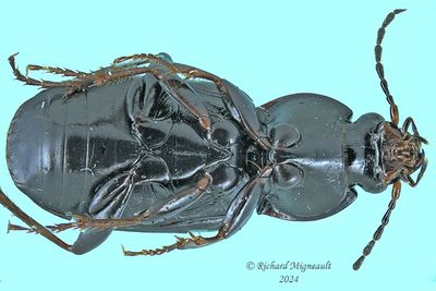 Woodland Ground Beetle - Pterostichus vernalis m24