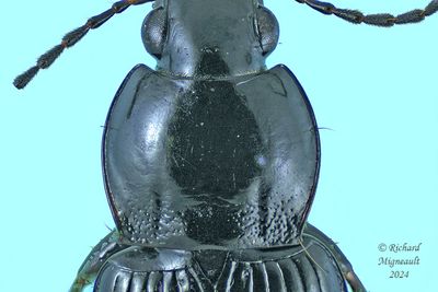 Woodland Ground Beetle - Pterostichus vernalis m24
