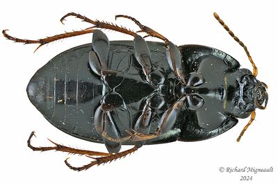 Ground beetle - Amara otiosa m24 4