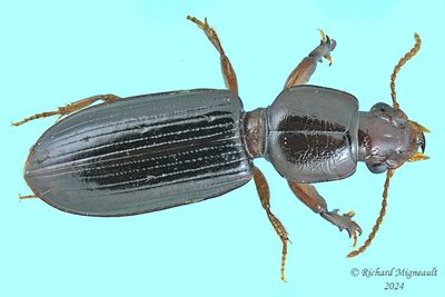 Ground beetle - Clivina fossor m24 1
