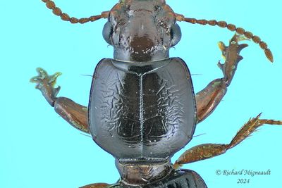 Ground beetle - Clivina fossor m24 2