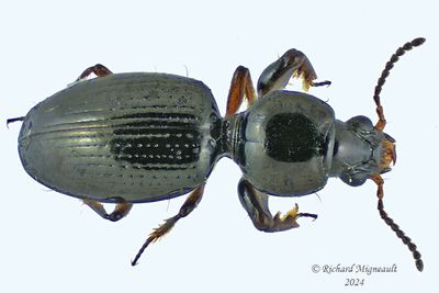Ground beetle - Dyschirius globulosus m24 1