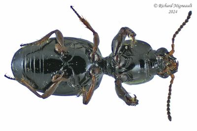 Ground beetle - Dyschirius globulosus m24 2