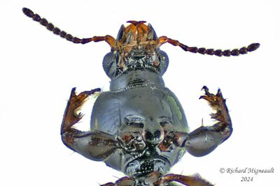 Ground beetle - Dyschirius globulosus m24 3