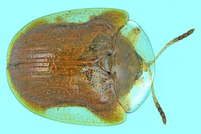 Leaf beetle - Charidotella purpurata m24 1