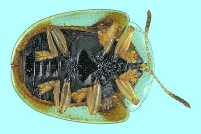 Leaf beetle - Charidotella purpurata m24 2