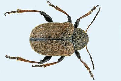 Leaf beetle - Bromius obscurus m24 