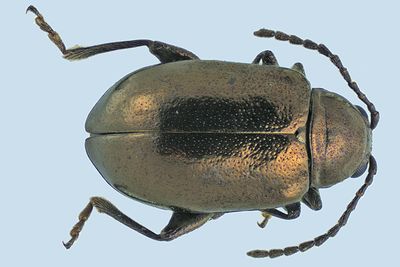Leaf Beetle - Altica rosae m24 622 A143ff.jpg
