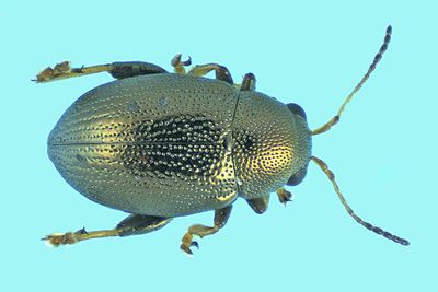 Leaf Beetle - Chaetocnema sp4 m24 1