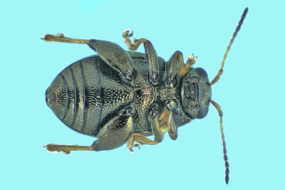 Leaf Beetle - Chaetocnema sp4 m24 2