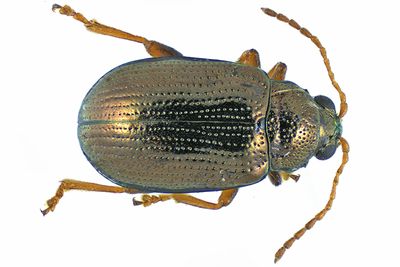 Leaf Beetle - Crepidodera sp, m24 1