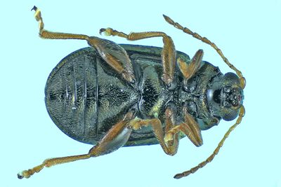 Leaf Beetle - Crepidodera sp, m24 2