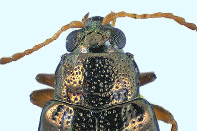 Leaf Beetle - Crepidodera sp, m24 3