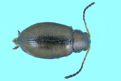 Leaf Beetle - Flea Beetle - Longitarsus sp m24 1