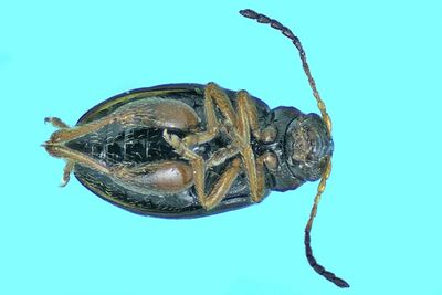 Leaf Beetle - Flea Beetle - Longitarsus sp m24 2