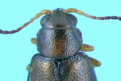 Leaf Beetle - Flea Beetle - Longitarsus sp m24 3
