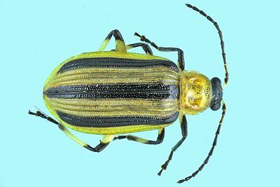 Leaf beetle - Acalymma vittatum m24