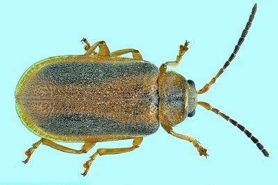 Leaf Beetle - Neogalerucella calmariensis m24
