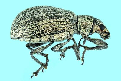 Weevil Beetle - Polydrusus cervinus m24 1