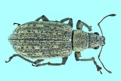 Weevil Beetle - Polydrusus cervinus m24 2
