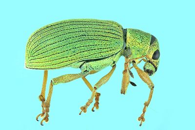 Weevil Beetles - Subfamily Broad-nosed Weevils