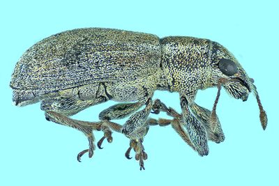 Weevil Beetle - Sitona cylindricollis m24 1