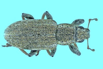 Weevil Beetle - Sitona cylindricollis m24 2