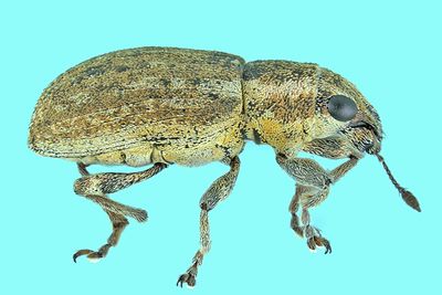 Weevil Beetle - Sitona cylindricollis m24 1