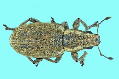 Weevil Beetle - Sitona cylindricollis m24 2
