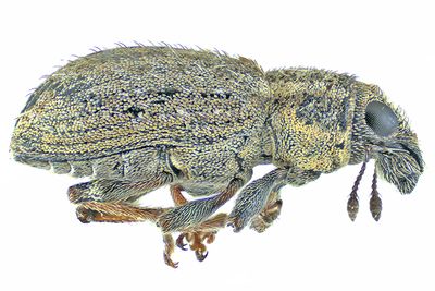 Weevil Beetle - Sitona hispidulus m24 1