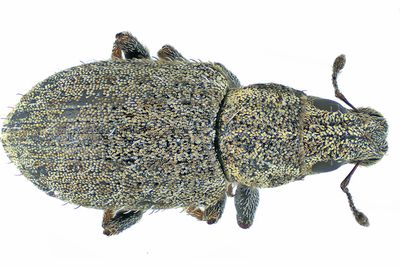 Weevil Beetle - Sitona hispidulus m24 2