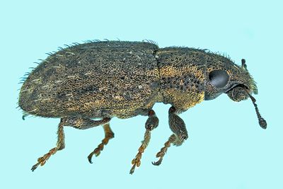 Weevil Beetle - Sitona hispidulus m24 1