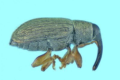 Weevil beetle - Acalyptus carpini m24 1