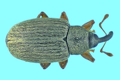 Weevil beetle - Acalyptus carpini m24 2