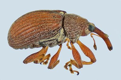 Weevil beetle - Anthonomus haematopus m241