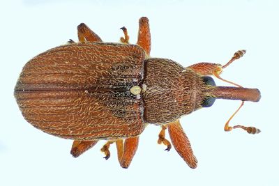 Weevil beetle - Anthonomus haematopus m24 2