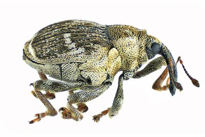 Weevil Beetle - Nedyus apicalis m24 1