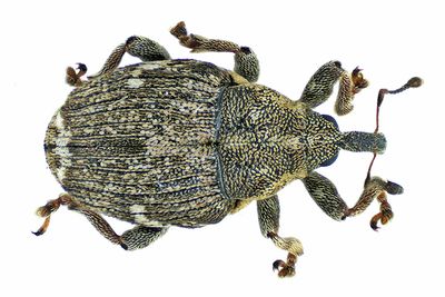 Weevil Beetle - Nedyus apicalis m24 2