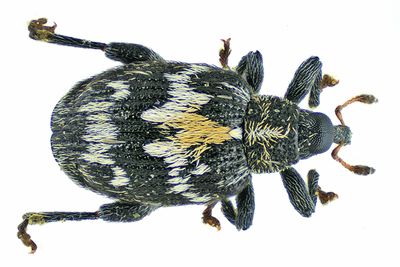 Weevil Beetle - Tachyerges salicis m24
