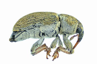Weevil Beetle - Tychius meliloti m24 1