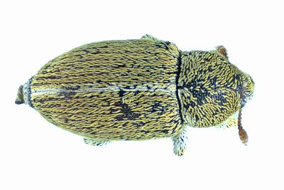 Weevil Beetle - Tychius meliloti m24 2