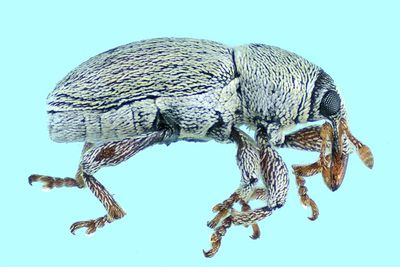 Weevil Beetle - Tychius picirostris m24 1